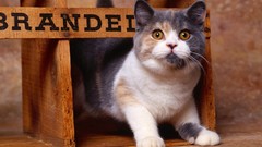 Animals cats British Shorthair