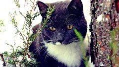 Animals cats cars tree trunks