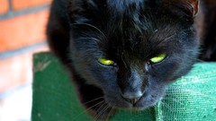 Animals cats cat eyes