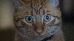Animals cats Cats eye yellow cat