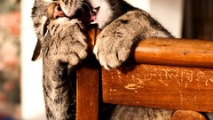 Animals cats chairs biting