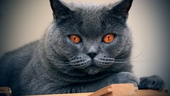 Animals cats chartreux
