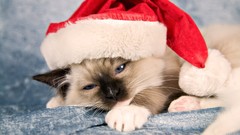 Animals cats christmas hat