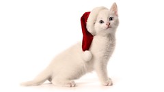 Animals cats christmas hat
