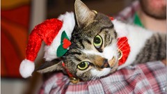 Animals cats christmas hat
