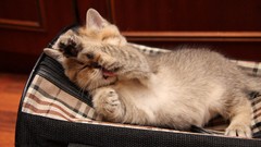 Animals cats cleaning lying down