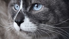 Animals cats close-up blue eyes whiskers