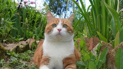 Animals cats close-up brown-white