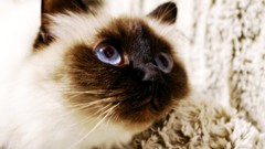 Animals cats close-up siamese pets birman