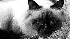 Animals cats close-up siamese pets grayscale birman