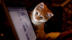 Animals cats curious Computers Kittens Laptops Screens vk 