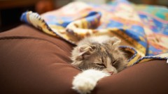 Animals cats cushion