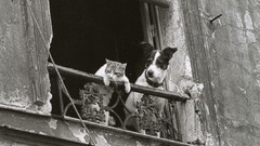 Animals cats Dogs Annick Gérardin