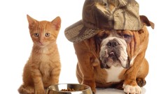 Animals cats Dogs bulldog english bulldog