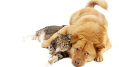 Animals cats Dogs Kittens animal world