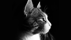 Animals cats domestic cat