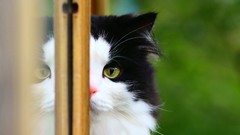 Animals cats domestic cat