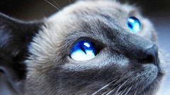 Animals cats domestic cat