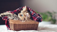 Animals cats fluffy baskets pets ben torode