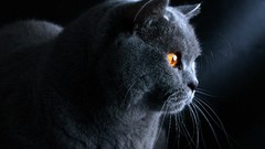 Animals cats fluffy British Shorthair