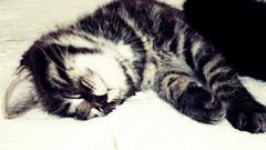 Animals cats fluffy Kittens furry animals