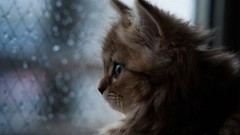Animals cats fluffy Kittens water drops pets ben torode window 
