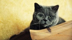 Animals cats funny Funny animals monocle