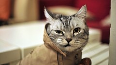 Animals cats funny hipster