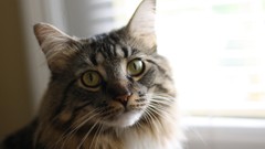 Animals cats furry meow pets