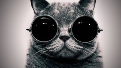 Animals cats glasses funny monochrome sunglasses hippie steam 