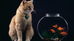 Animals cats goldfish fish bowls