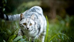 Animals cats grass depth of field outdoors yellow eyes Mammals