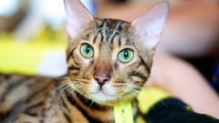 Animals cats green eyes Cat eye