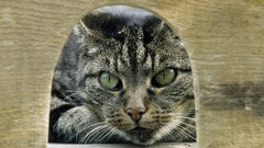 Animals cats green eyes hunt