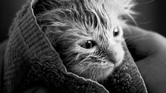 Animals cats hands fluffy baby Kittens monochrome furry 