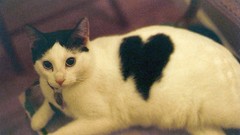 Animals cats Hearts pets domestic cat heart symbol