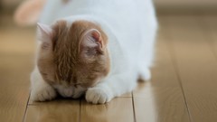 Animals cats hiding ben torode