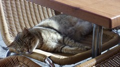 Animals cats Istanbul domestic cat bunt