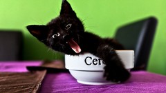 Animals cats Kittens bowls cereal