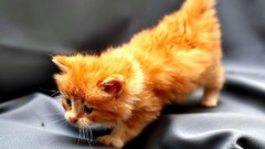 Animals cats Kittens Cutie Honey