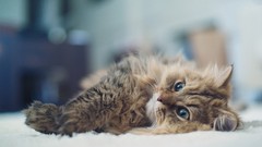 Animals cats Kittens pets ben torode