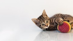 Animals cats Kittens white background yarn