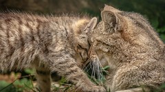 Animals cats Kittens wild cat affection motherhood