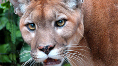 Animals cats lion Wild