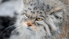 Animals cats manul