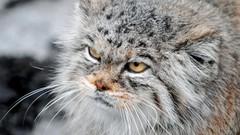 Animals cats manul wildcat