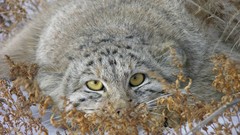 Animals cats manul wildcat