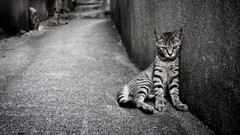 Animals cats monochrome egyptian mau