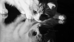 Animals cats monochrome mirrors greyscale benjamin mirror 