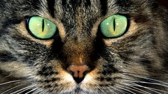 Animals cats muzzle green eyes